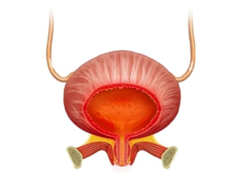 Inflammation de la vessie et son traitement avec des capsules Cistolax